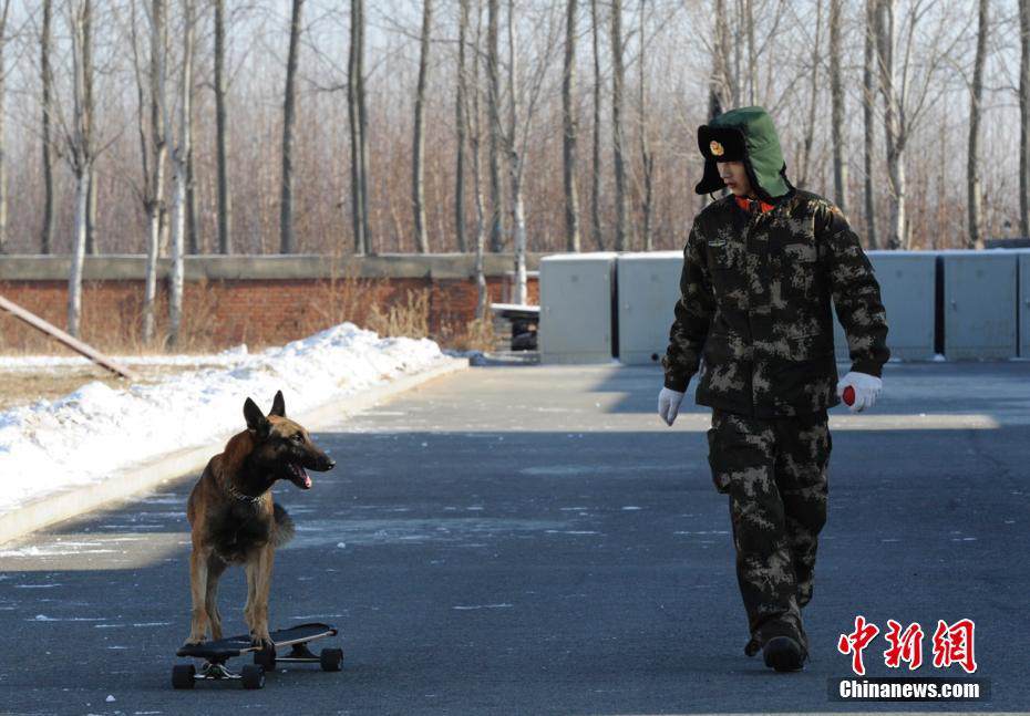 Search and rescue dogs show off skills