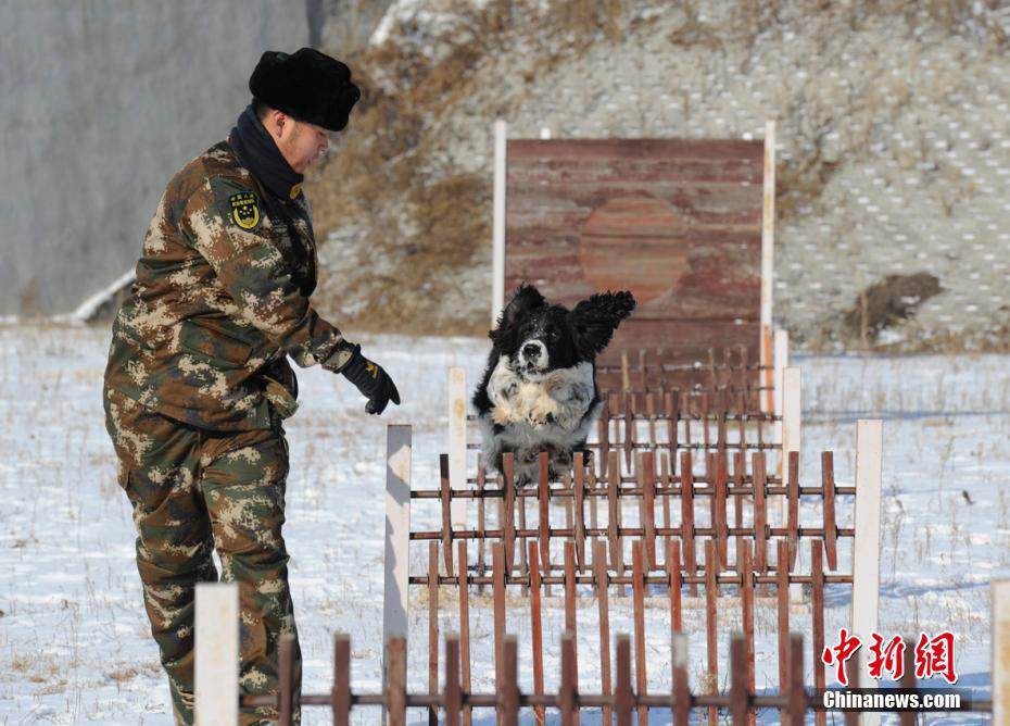 Search and rescue dogs show off skills