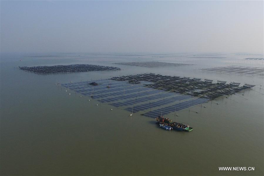 The harvest season comes in Liangyungang, a major planter and producer of seaweed in China. 