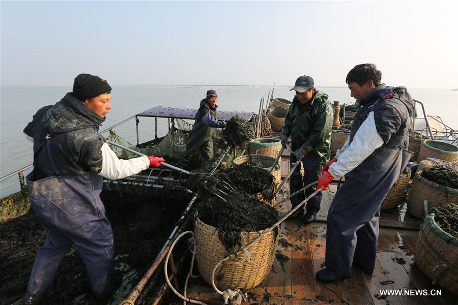 The harvest season comes in Liangyungang, a major planter and producer of seaweed in China. 