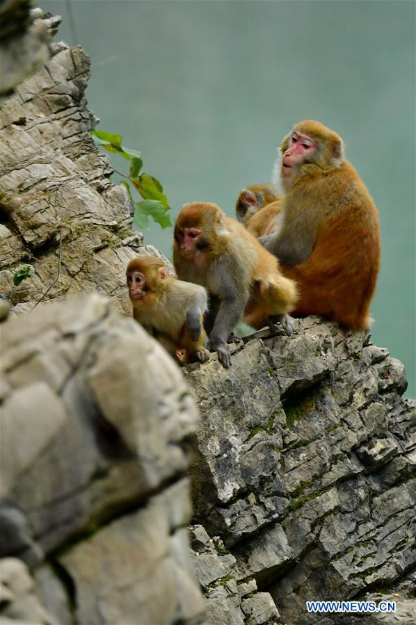 #CHINA-HUBEI-XUAN'EN-MACAQUE (CN)