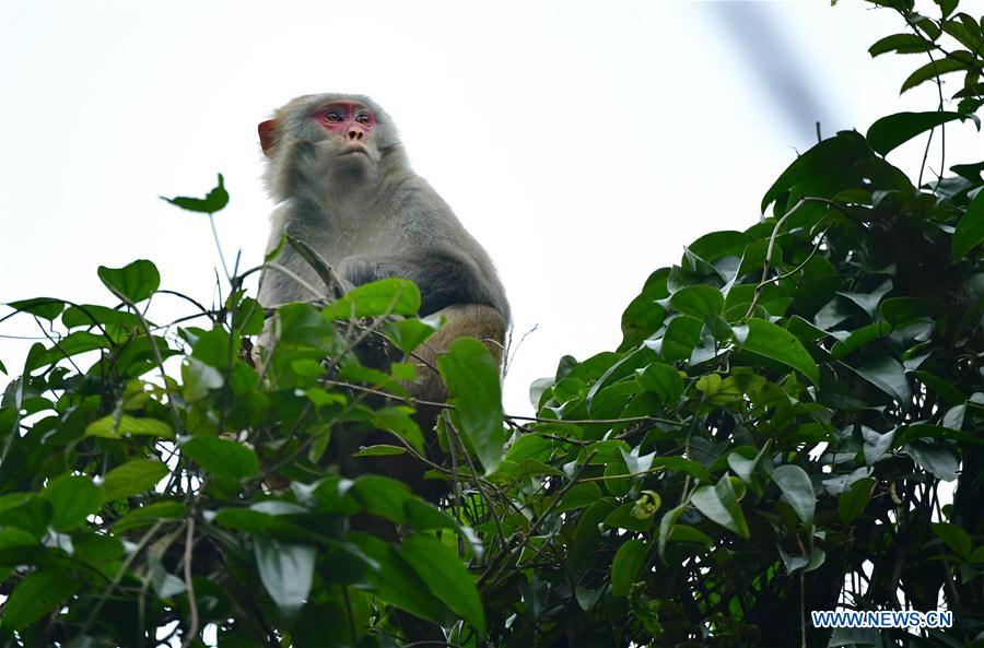 #CHINA-HUBEI-XUAN'EN-MACAQUE (CN)