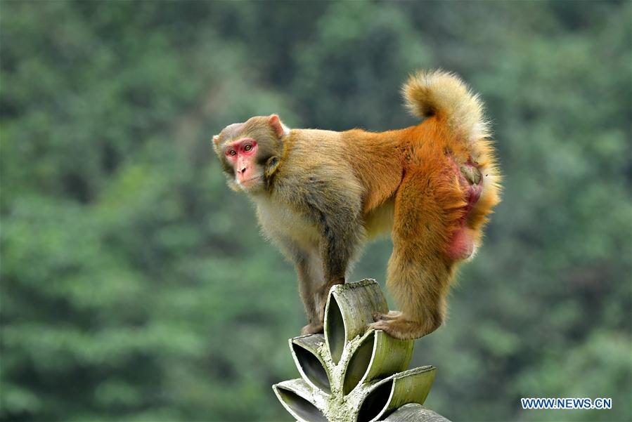 #CHINA-HUBEI-XUAN'EN-MACAQUE (CN)