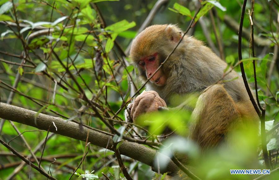 #CHINA-HUBEI-XUAN'EN-MACAQUE (CN)