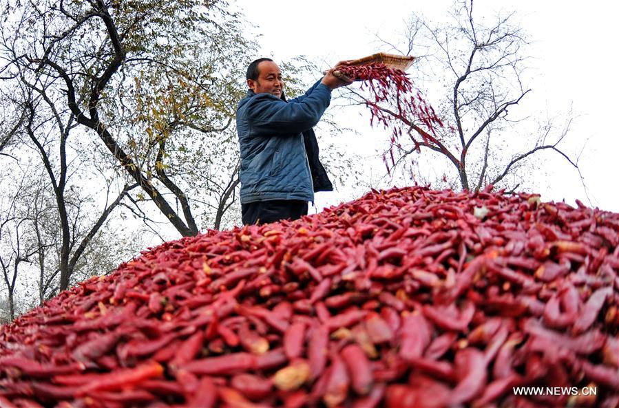 CHINA-HEBEI-XINGTAI-CHILI (CN)