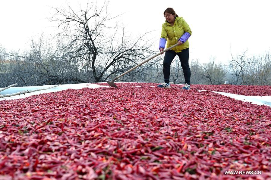 CHINA-HEBEI-XINGTAI-CHILI (CN)