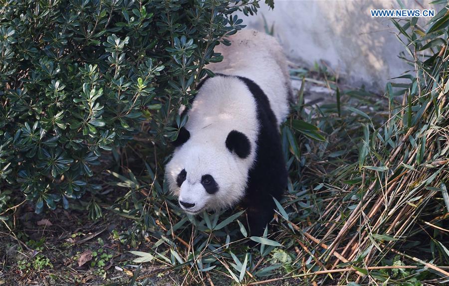 Giant pandas returning from U.S. adapt to Chinese life