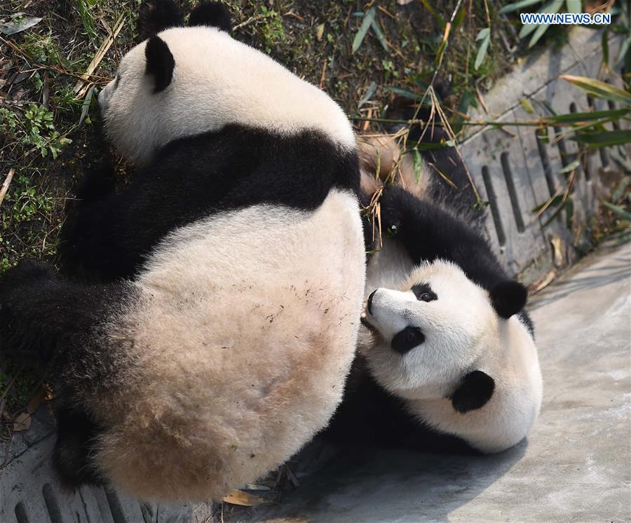 Giant pandas returning from U.S. adapt to Chinese life