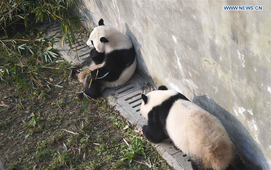 Giant pandas returning from U.S. adapt to Chinese life