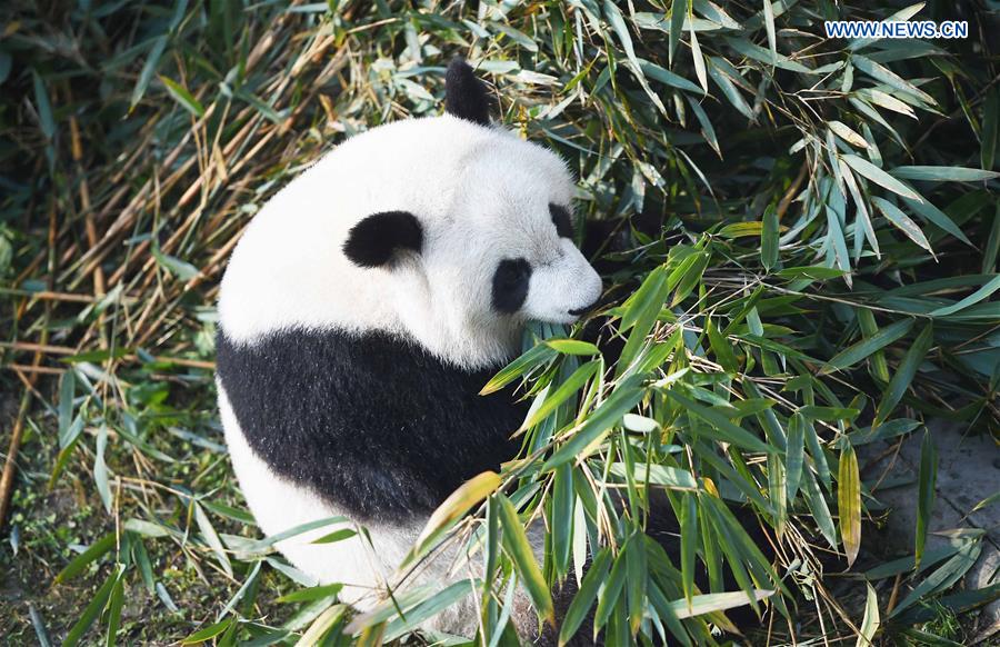 Giant pandas returning from U.S. adapt to Chinese life