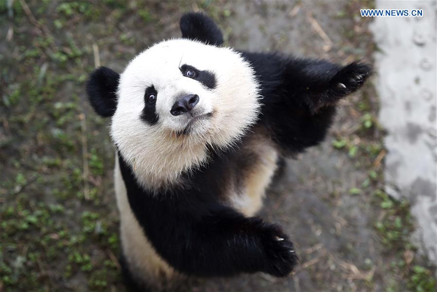 Giant pandas returning from U.S. adapt to Chinese life