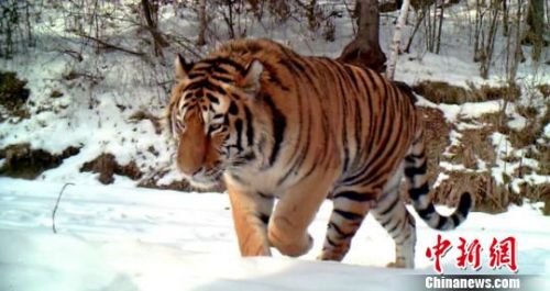 China to build national park for protection of Siberian tiger and leopard