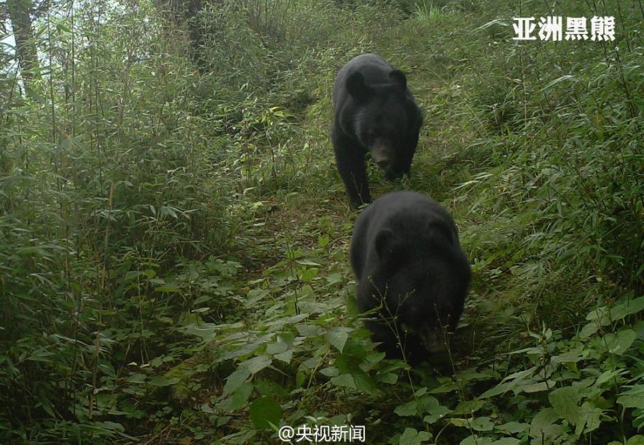Animal selfies in Baishuijiang Nature Reserve
