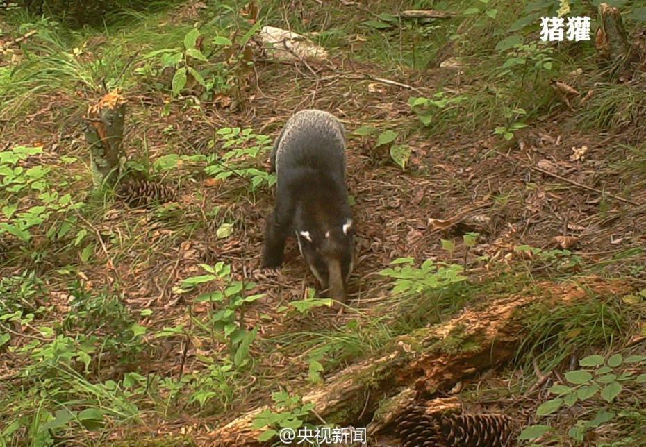 Animal selfies in Baishuijiang Nature Reserve