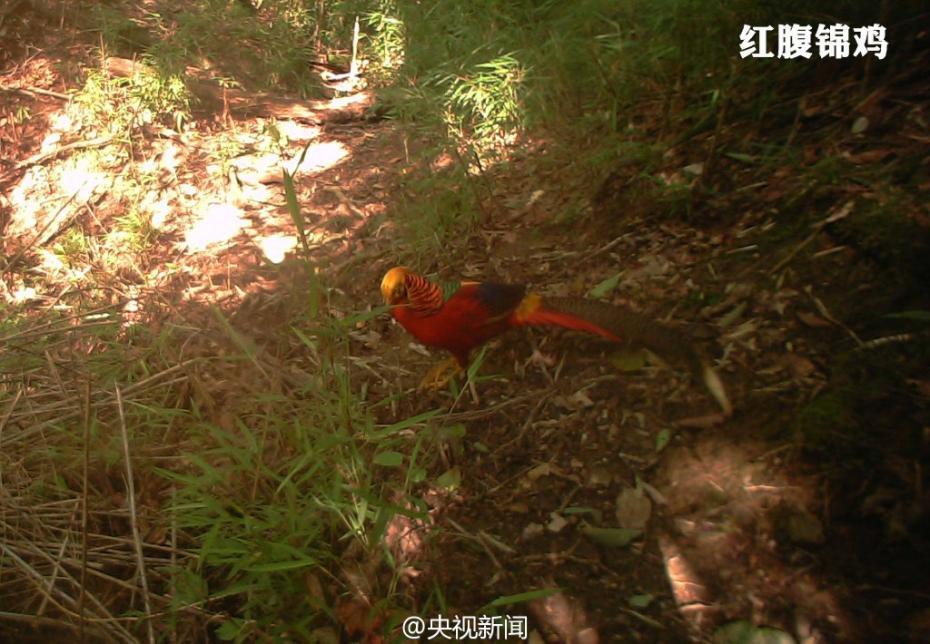 Animal selfies in Baishuijiang Nature Reserve