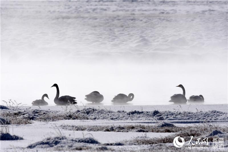 Picturesque scenery of Xinjiang's Bayinbuluke Wetland