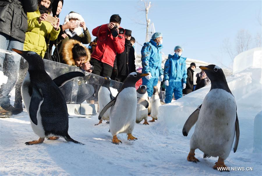 Penguins from Harbin Polarland try an ice slide outdoors in Harbin, capital of northeast China's Heilongjiang Province, Dec. 26, 2016.