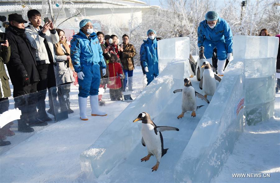Penguins from Harbin Polarland try an ice slide outdoors in Harbin, capital of northeast China's Heilongjiang Province, Dec. 26, 2016.