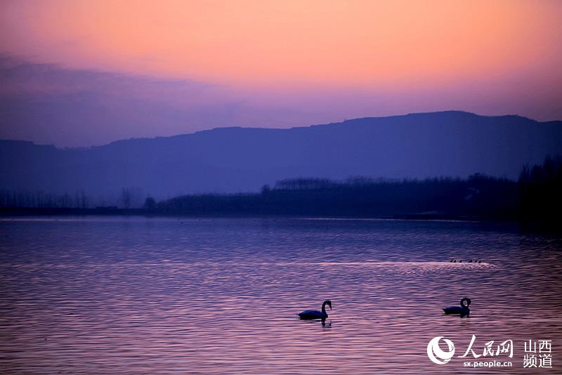 Swans spend winter in Sanwan Wetland