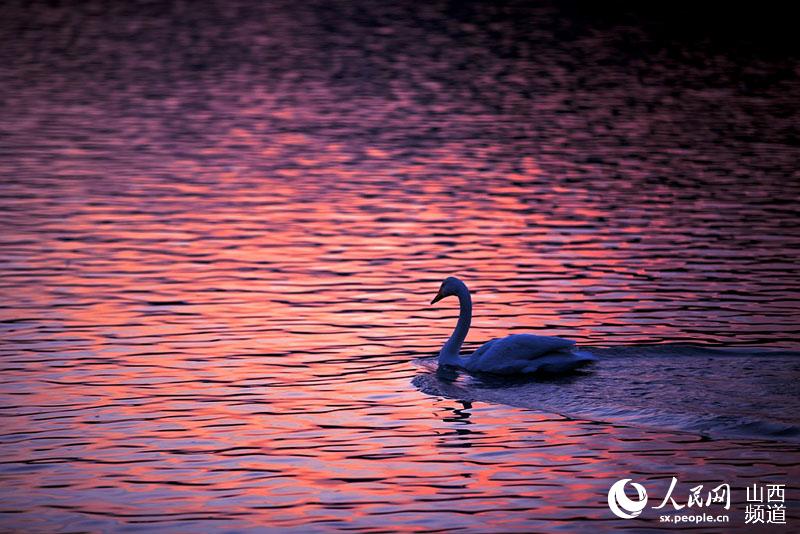 Swans spend winter in Sanwan Wetland