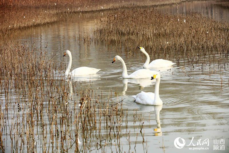 Swans spend winter in Sanwan Wetland