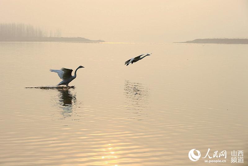 Swans spend winter in Sanwan Wetland