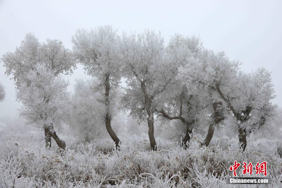 Splendid frost along Xinjiang's Tarim River