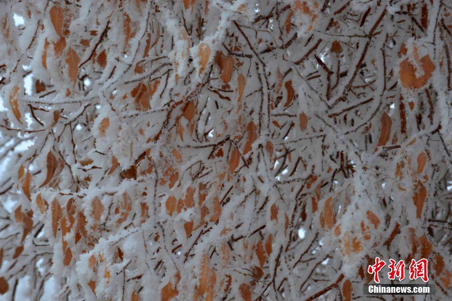 Splendid frost along Xinjiang's Tarim River