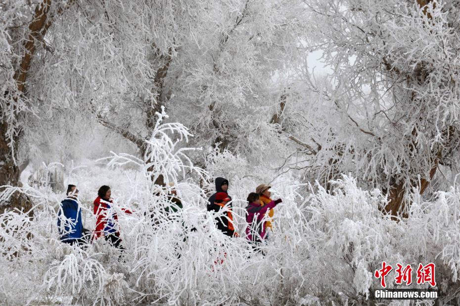 Splendid frost along Xinjiang's Tarim River