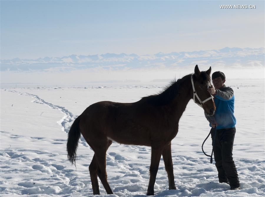 CHINA-XINJIANG-ZHAOSU-HORSE BREEDING (CN)