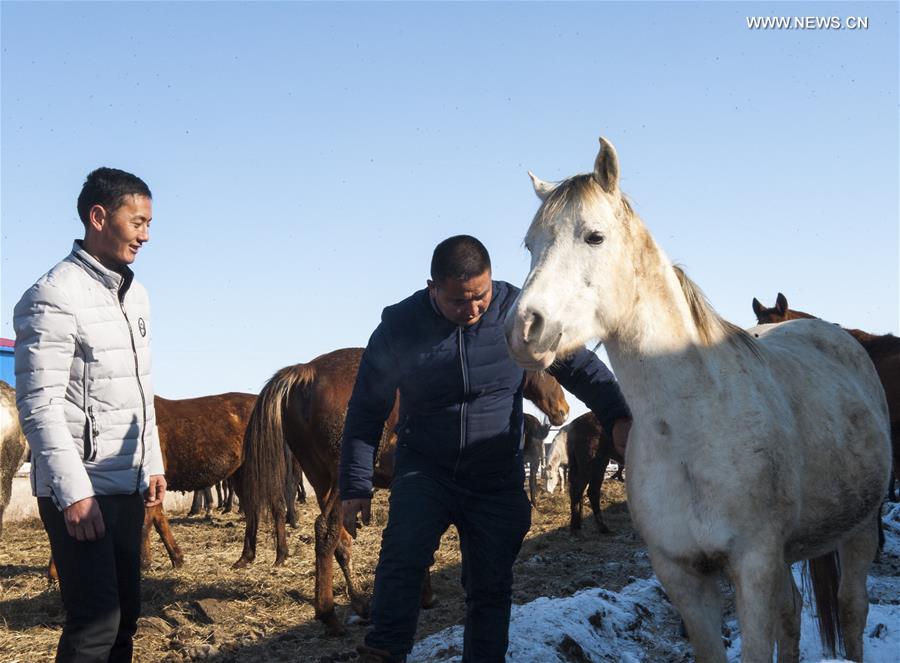 CHINA-XINJIANG-ZHAOSU-HORSE BREEDING (CN)