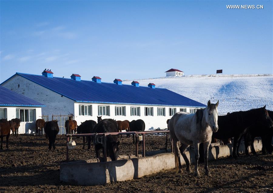 CHINA-XINJIANG-ZHAOSU-HORSE BREEDING (CN)