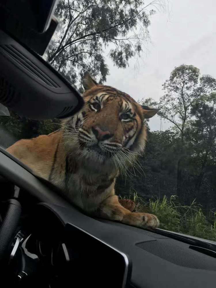 Thrilling encounter with Bengal tiger