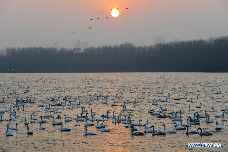 Migratory swans from Siberia spend winter in China's Henan