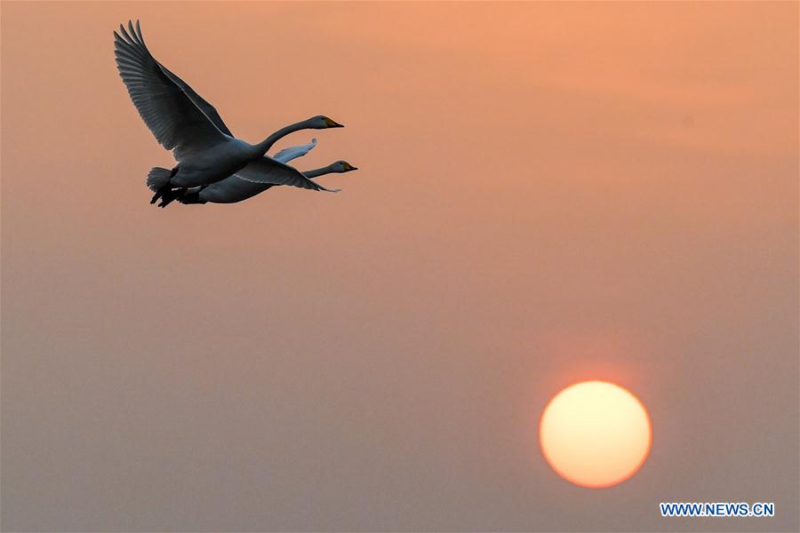 Migratory swans from Siberia spend winter in China's Henan