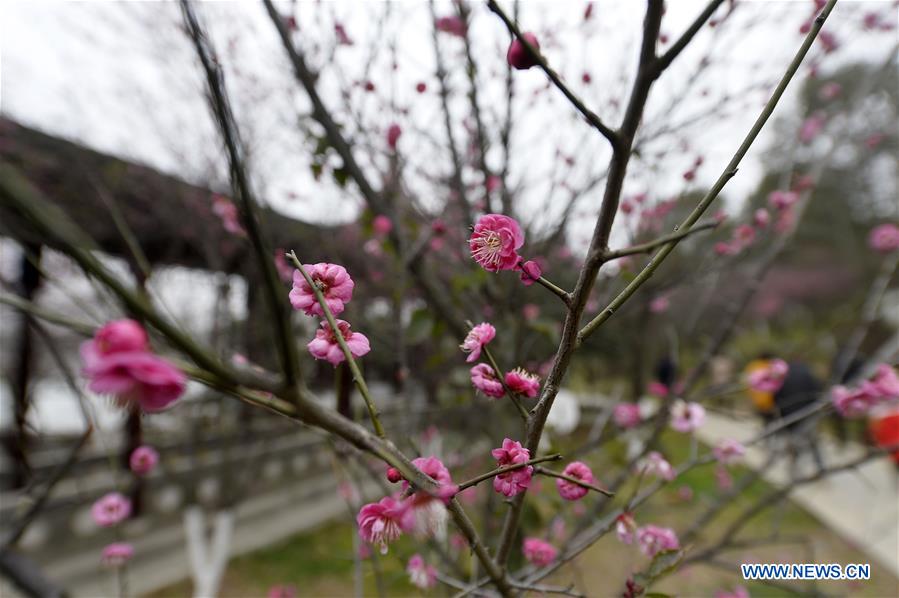 Plum blossoms seen in E China's Jiangsu