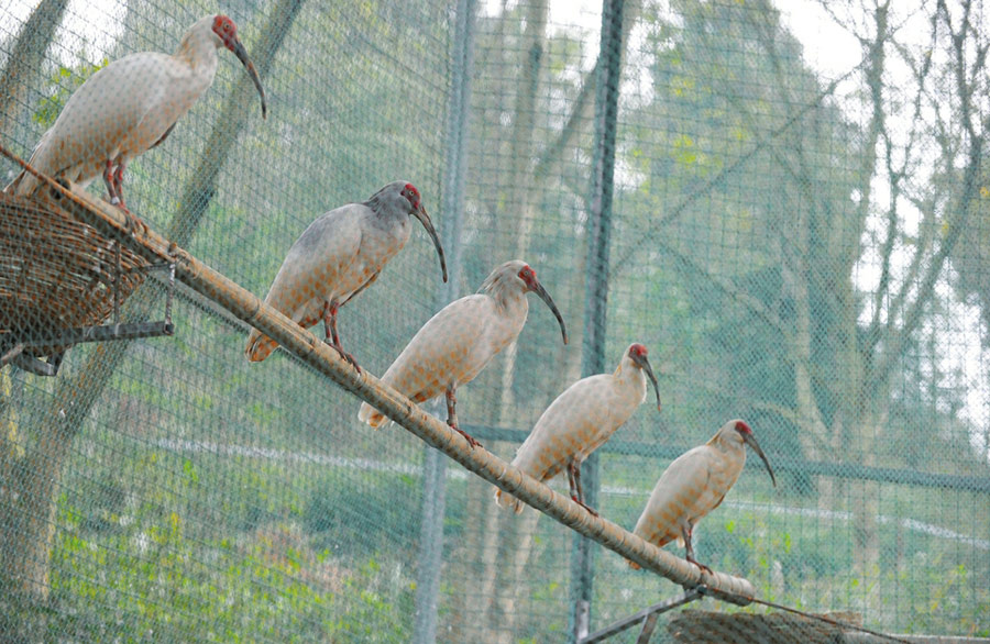 Sichuan takes on recovery, repopulation of critically endangered crested ibis