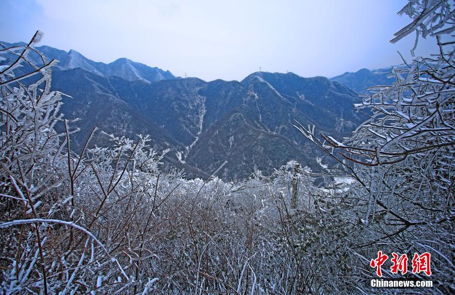 Icy cassia trees appear in Hubei