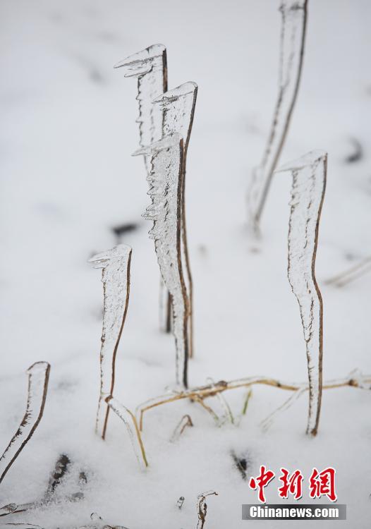 Icy cassia trees appear in Hubei