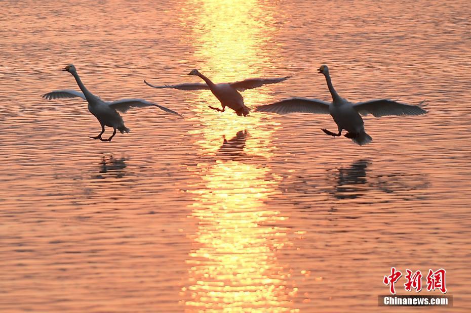 Swans migrate from Yellow River to Siberia