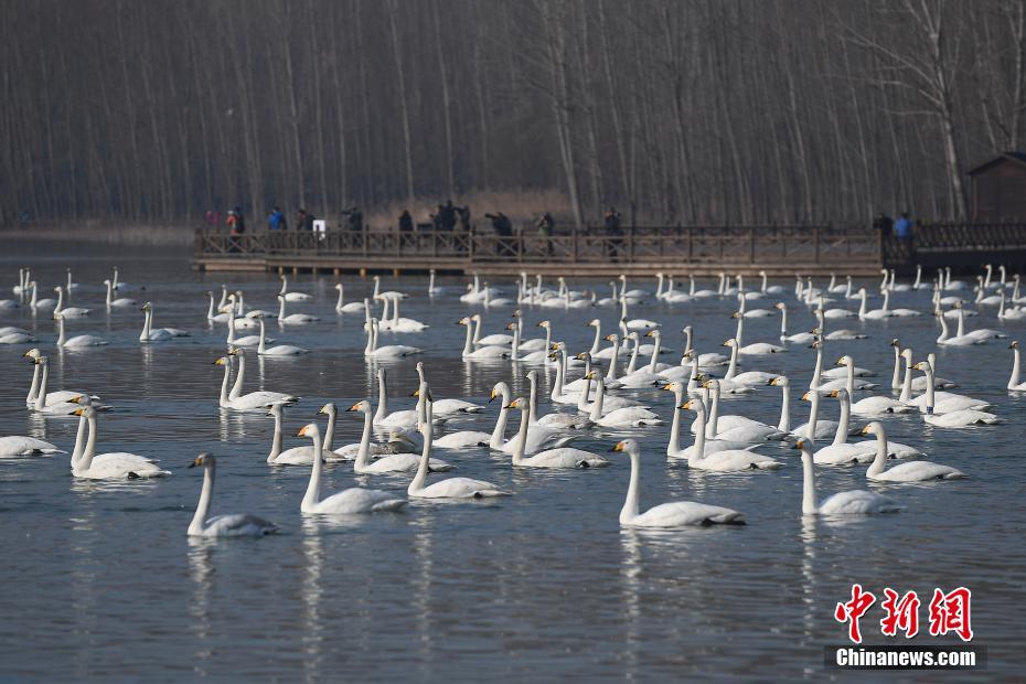 Swans migrate from Yellow River to Siberia