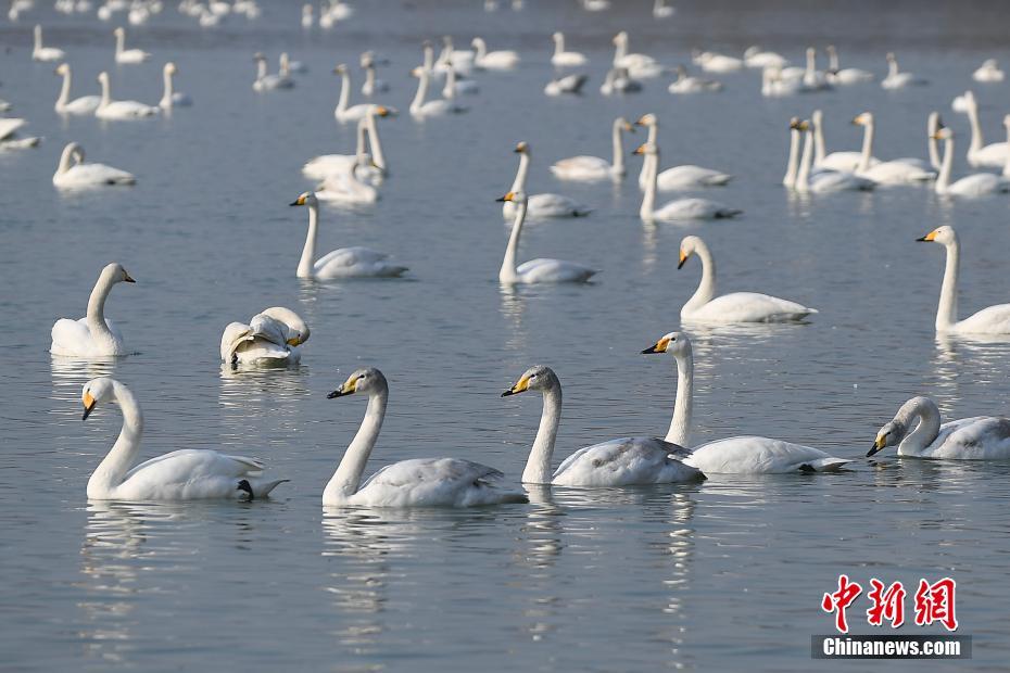 Swans migrate from Yellow River to Siberia