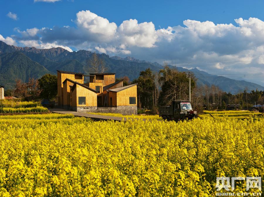 Sea of flowers beneath Gaoligong Mountains