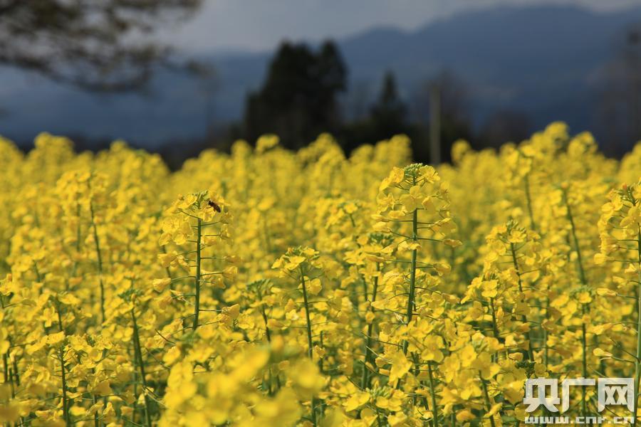 Sea of flowers beneath Gaoligong Mountains