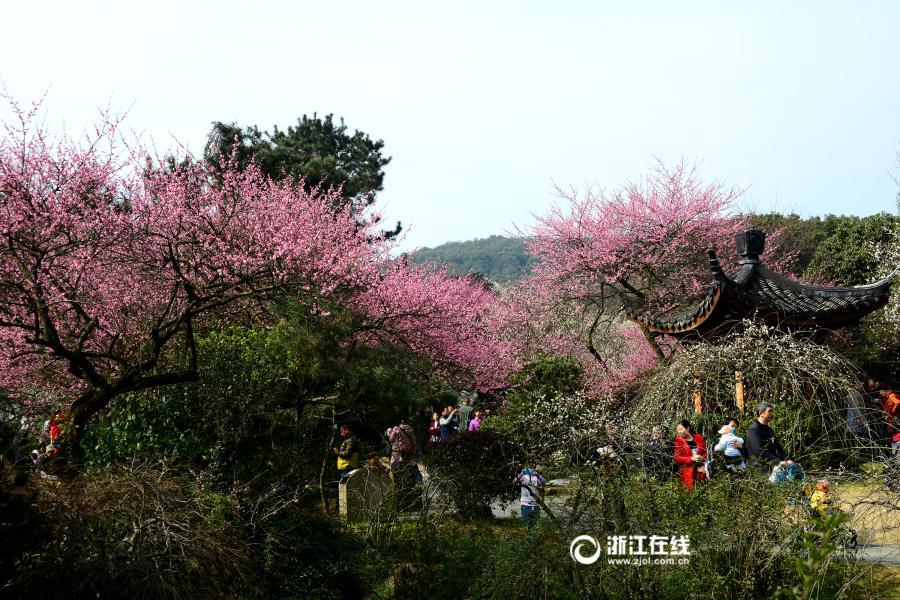 Plum blossoms bloom in Hangzhou