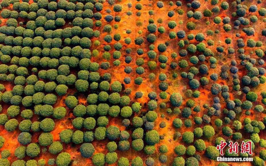 Jiangxi agricultural 'fairyland'