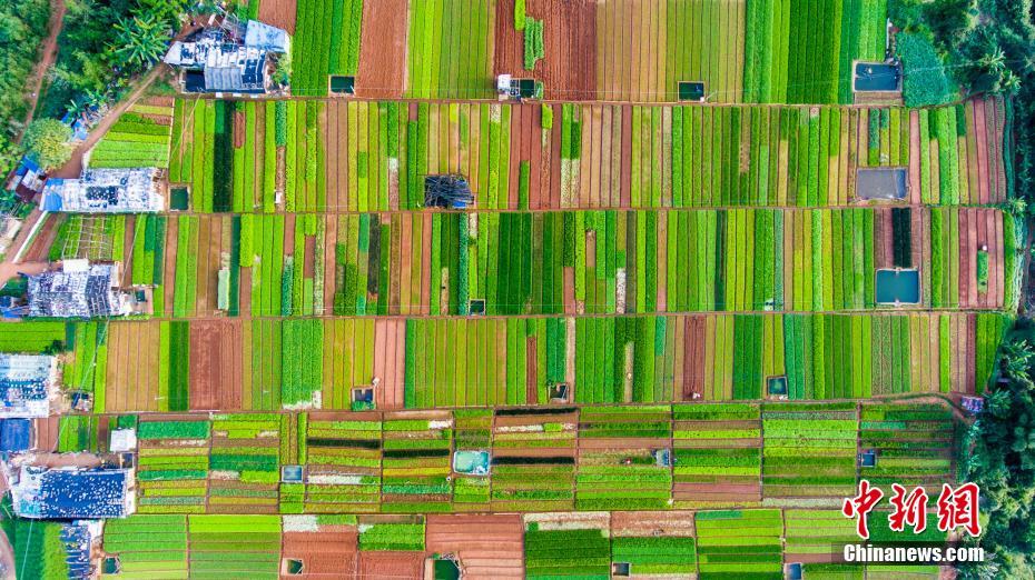 Mosaic-like Haikou farmland from above