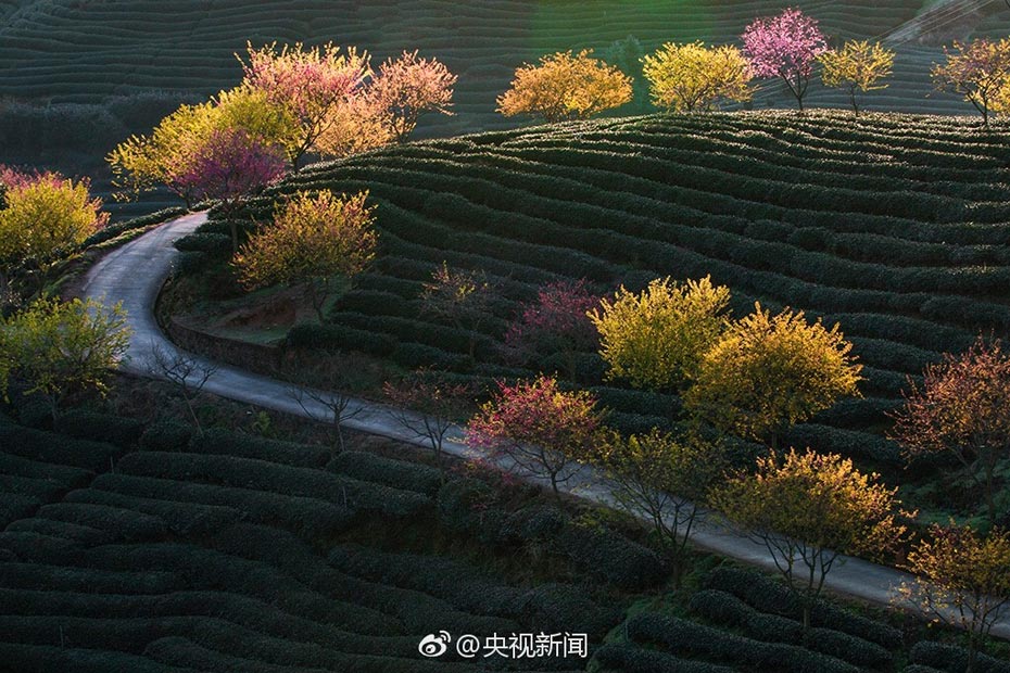 Intoxicating cherry blossoms in Fujian tea garden