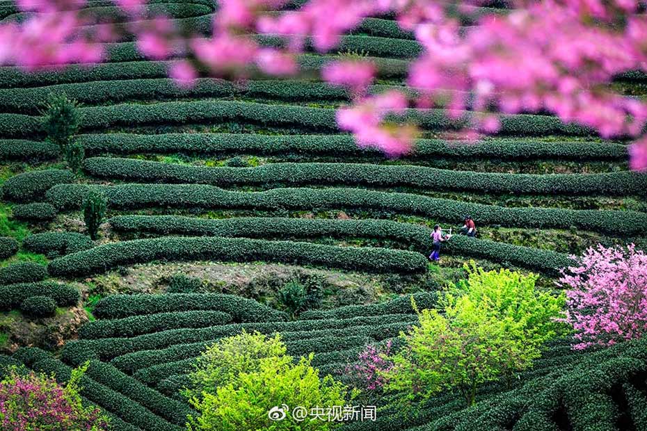 Intoxicating cherry blossoms in Fujian tea garden