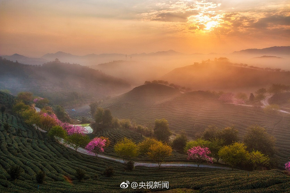 Intoxicating cherry blossoms in Fujian tea garden